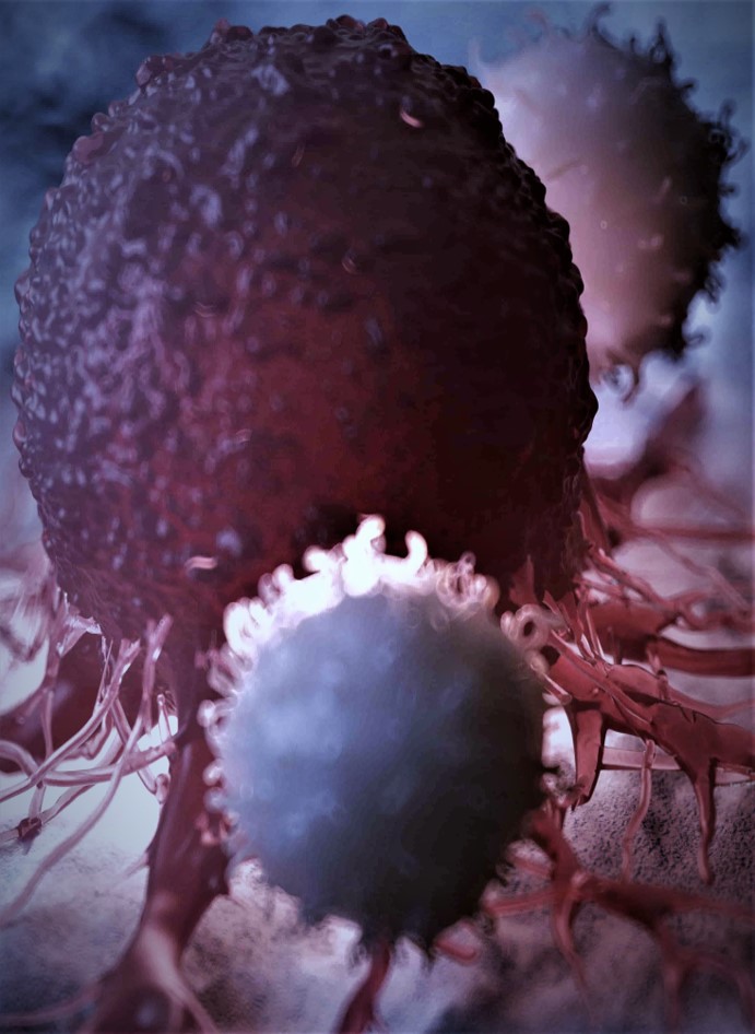 A close-up of a T cell attacking cancer cell.