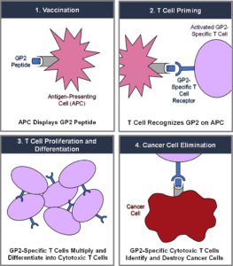 GP2 Cancer Immunotherapy | Greenwich LifeSciences, Inc. (GLSI) | GP2