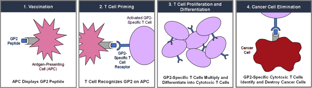MOA of 1) vaccination, 2) T cell priming, 3) T cell proliferation and differentiation, and 4) cancer cell elimination